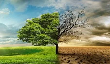 Un paysage coupé en deux : végétation luxuriante d'un côté, terre aride de l'autre